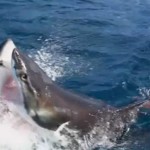 requins blancs combat