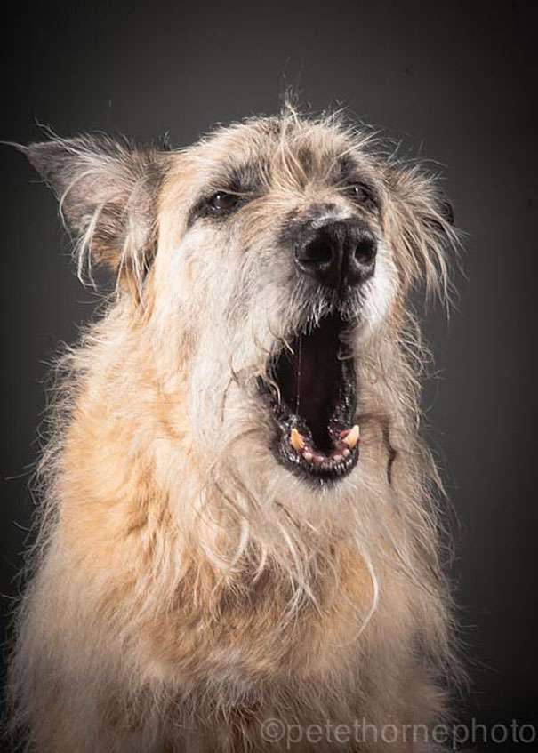 old-dog-portrait-photography-old-faithful-pete-thorne-13