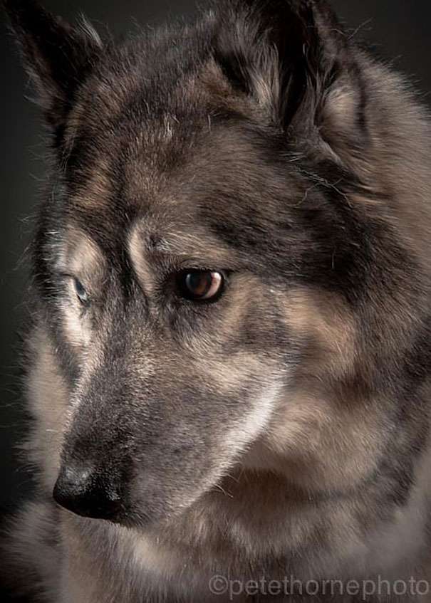 old-dog-portrait-photography-old-faithful-pete-thorne-14