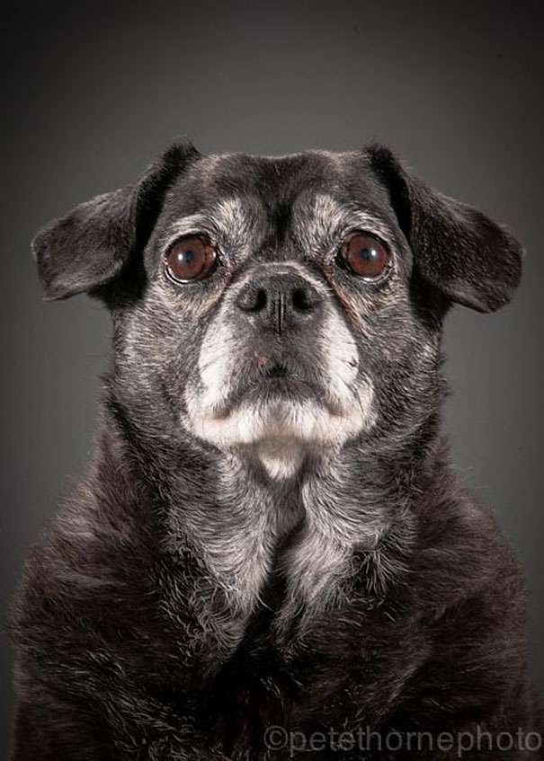 chien