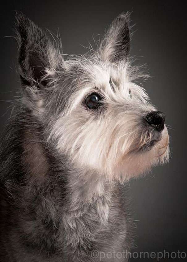 old-dog-portrait-photography-old-faithful-pete-thorne-8