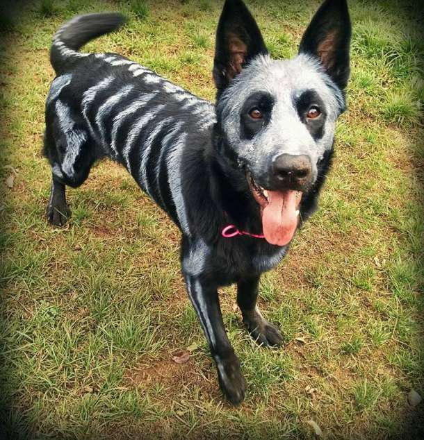 skeleton-dog-halloween-costume-non-toxic-pet-paint-1