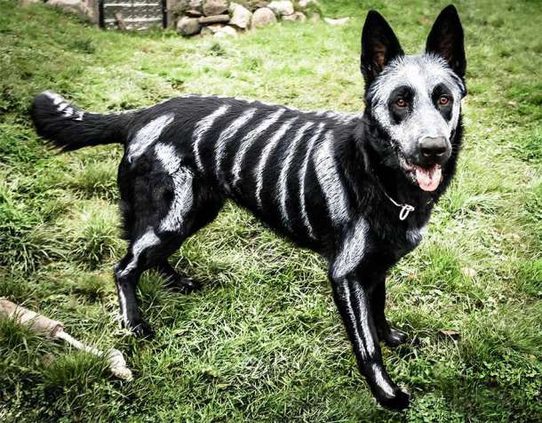 skeleton-dog-halloween-costume-non-toxic-pet-paint-5
