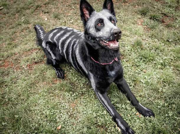 skeleton-dog-halloween-costume-non-toxic-pet-paint-8