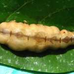 reine termite