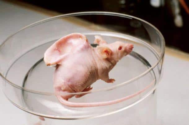 Des souris génétiquement modifiées par la science ce n’est malheureusement pas une nouveauté… Cette souris a été  créée afin de tester la possibilité des animaux à avoir des structures de cartilage.