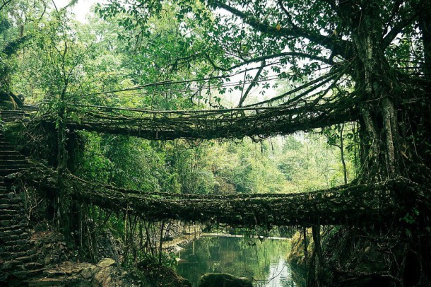 #14 Root Bridge In India