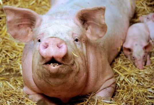 En 1999 un porc propre a été créé. Il rejette moins de phosphate dans ses excréments et pollue moins. 