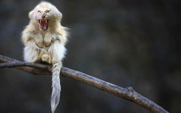 Crazy-Chimeras-Hybrid-Animals6__605