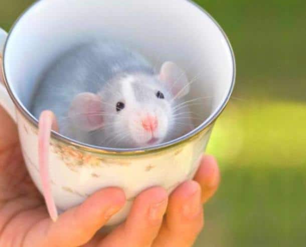 Cuteness-Explosion-Animals-In-Cups19__700-659x533