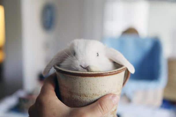Cuteness-Explosion-Animals-In-Cups24__700-659x438