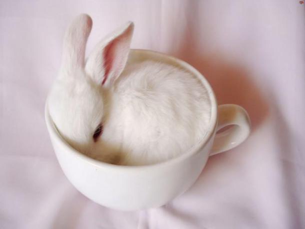 Cuteness-Explosion-Animals-In-Cups28__880-659x494