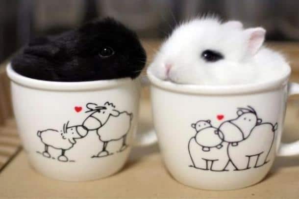 Cuteness-Explosion-Animals-In-Cups34__700-659x438