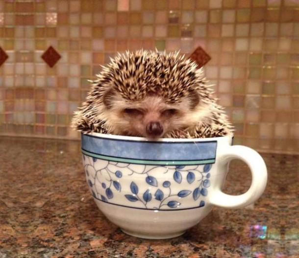 Cuteness-Explosion-Animals-In-Cups38__700-659x571