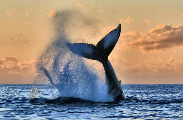 De bon matin, une baleine à bosse frappe l'eau à plusieurs reprises avec sa queue, Hawaii.