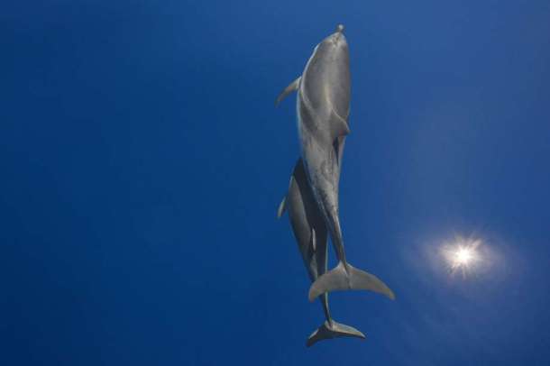 Des dauphins suivent un bateau dans la mer Egée et semblent danser dans le ciel bleu.