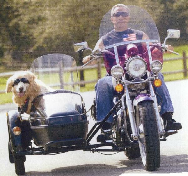 Le compagnon de voyage de vos rêves ? C'est lui ! 