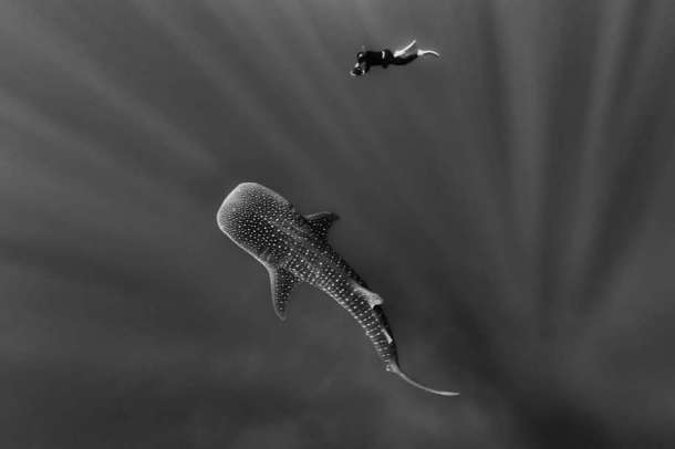 En toute intimité avec un requin baleine au nord de la République dominicaine.