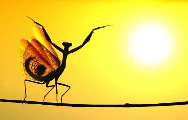 La mante Iris oratoria ouvre ses ailes face au soleil.