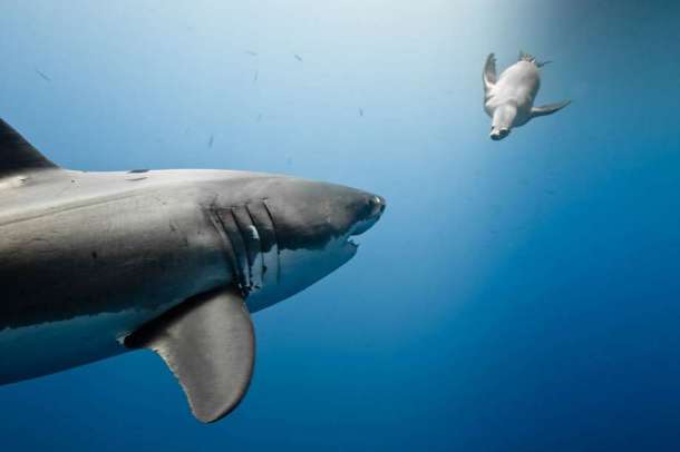 La proie et le prédateur. Un requin blanc face à un lion de mer dans les eaux de l'île Guadalupe, Mexique.
