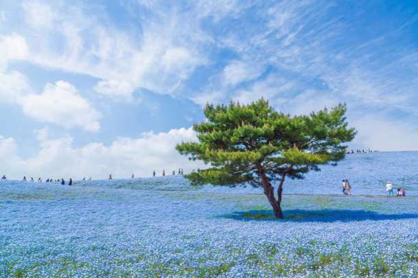 Le parc Hitachi Seaside dans la préfecture d'Ibaraki, au Japon est composé de 4,5 millions de fleurs