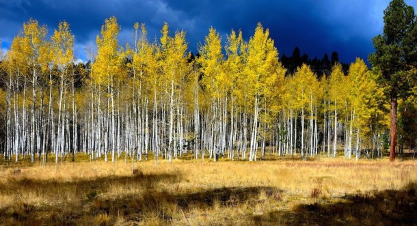 Santa Fe National Forest in New Mexico