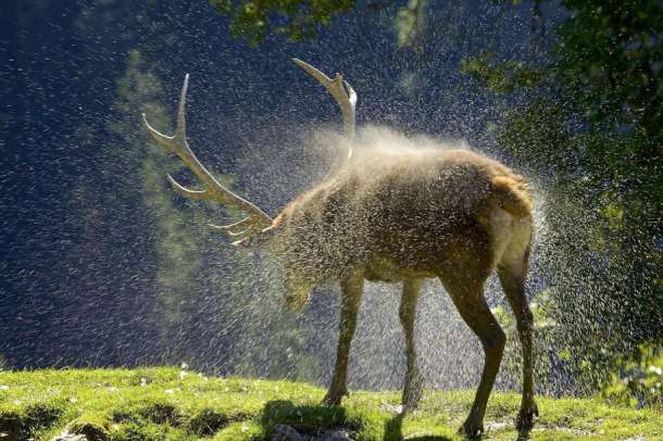 Un cerf se sèche dans les Alpes Autrichiennes.