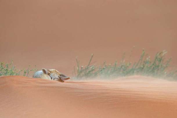 Un fennec dort dans le désert du Sahara.