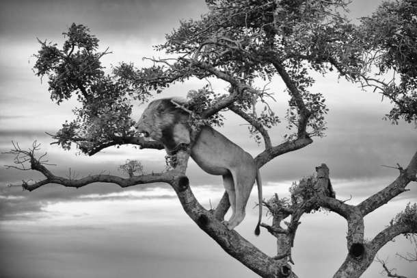 Un lion dans un arbre regarde sa famille au loin, Afrique du Sud.