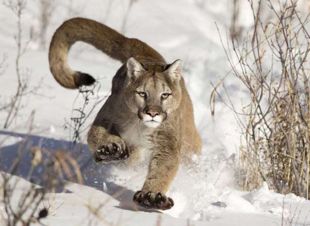 Un puma court dans la neige à Bozeman dans le Montana