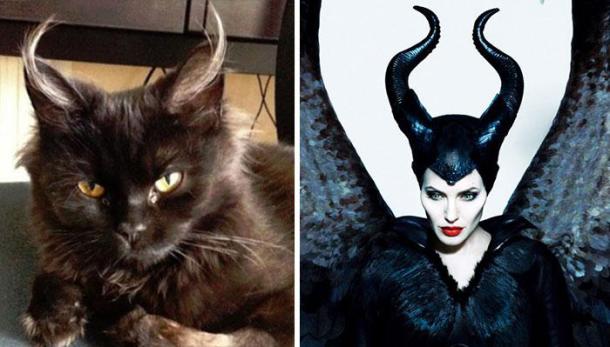 XX-Cats-That-Look-Like-Other-Things__700