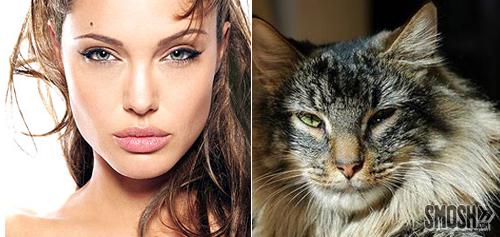 angelinajolie-cat