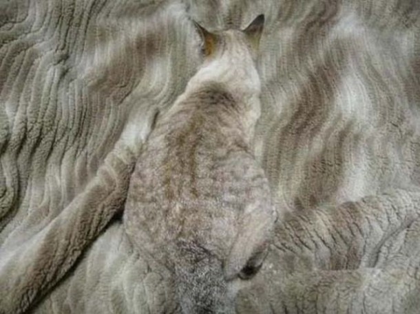 animal-camouflage