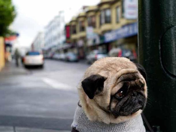 animals-sad1-659x494