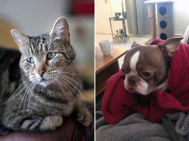 animals-sad10-659x494