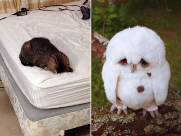 animals-sad17-659x494