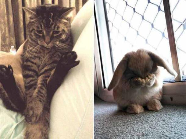 animals-sad3-659x494