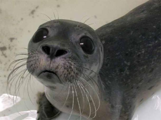 animals-sad4-659x494