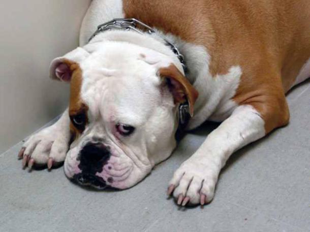 animals-sad7-659x494