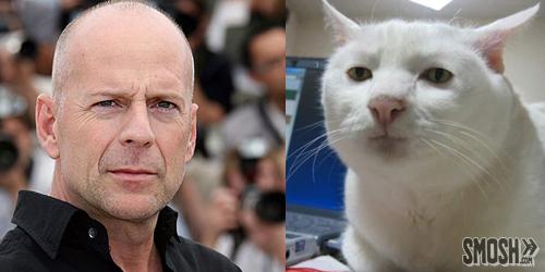 brucewillis-cat