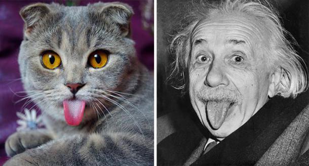 cat-looks-like-other-thing-lookalikes-celebrities-28__700
