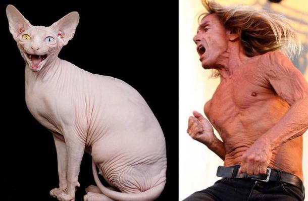 cat-looks-like-other-thing-lookalikes-celebrities-46__700