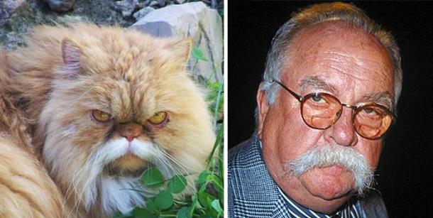 cat-looks-like-other-thing-lookalikes-celebrities-4__700