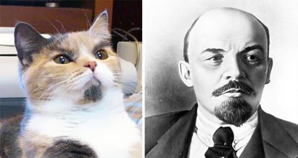 cat-looks-like-other-thing-lookalikes-celebrities-8__700