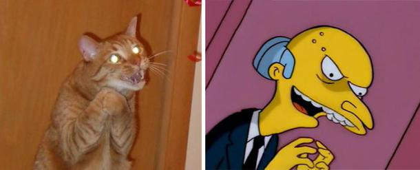 cat-looks-like-other-thing-lookalikes-celebrities-9__700