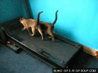 cats-on-treadmill-o