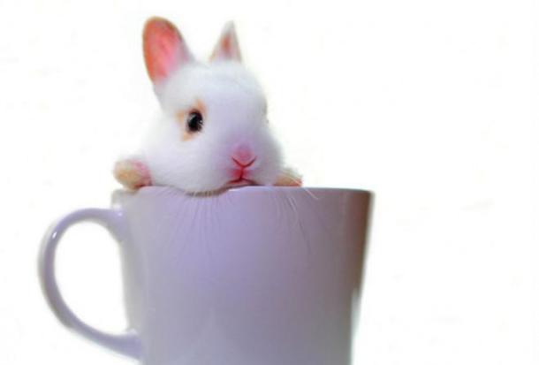 coffee-bunny-white-baby-2856-1334x907__880-659x447