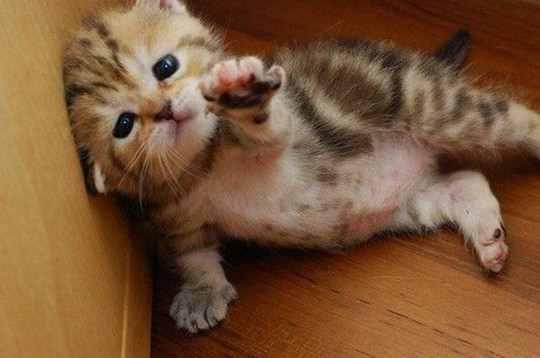 cute-kittens43