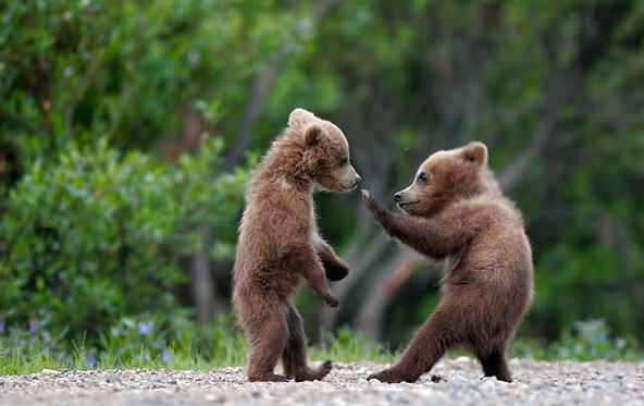 cute_bear_fight_RE_What_Animals_and_bugs_are_you_afraid_of-s592x373-95952