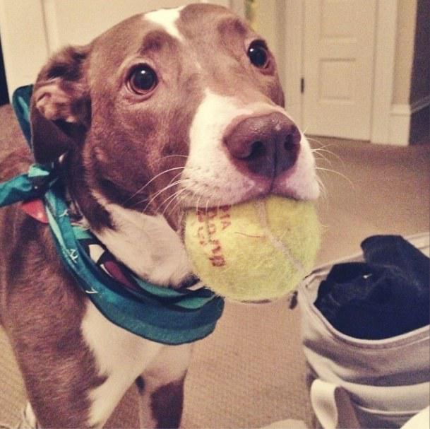 Il a toujours envie de jouer avec vous ! 